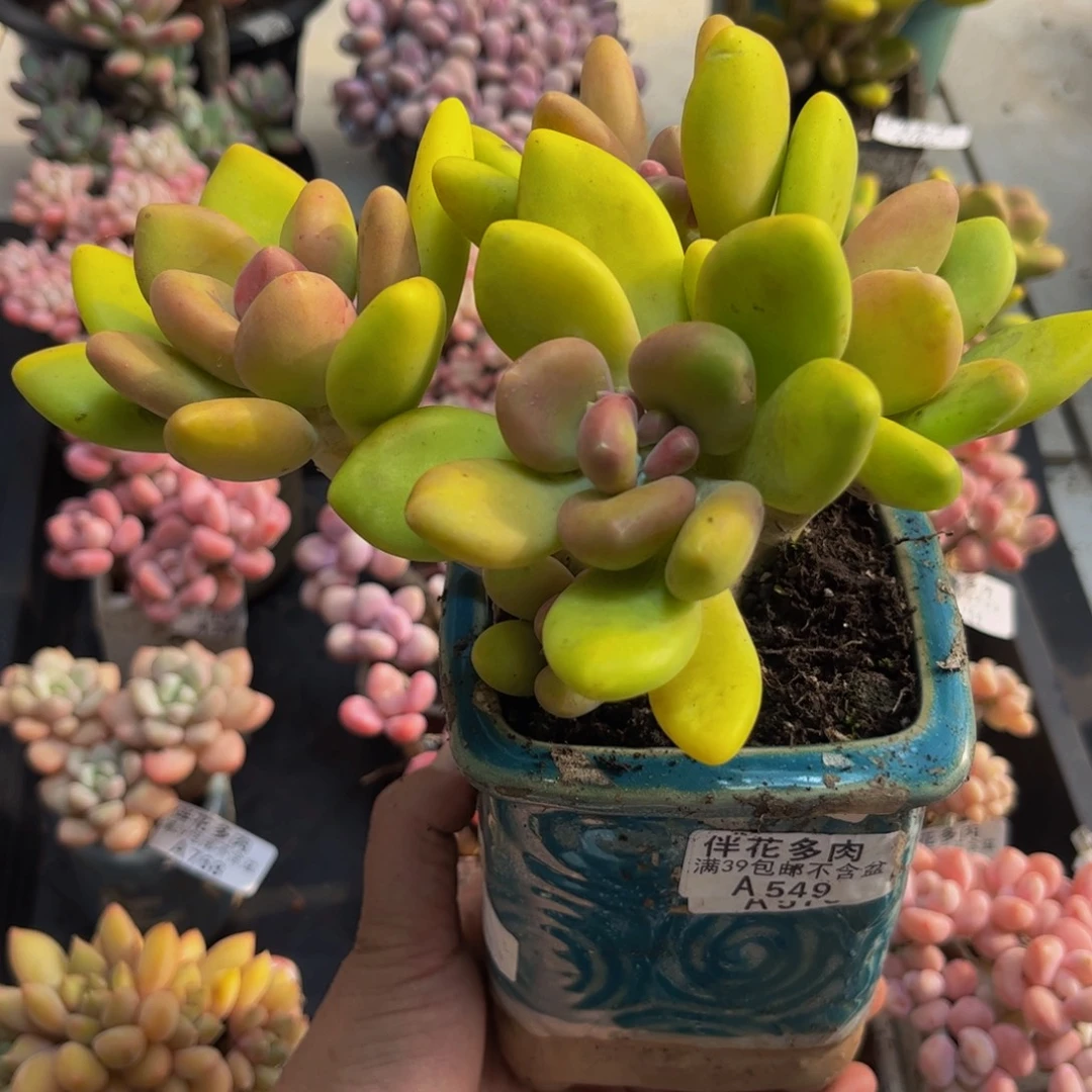 549芒果奶15cm多肉植物