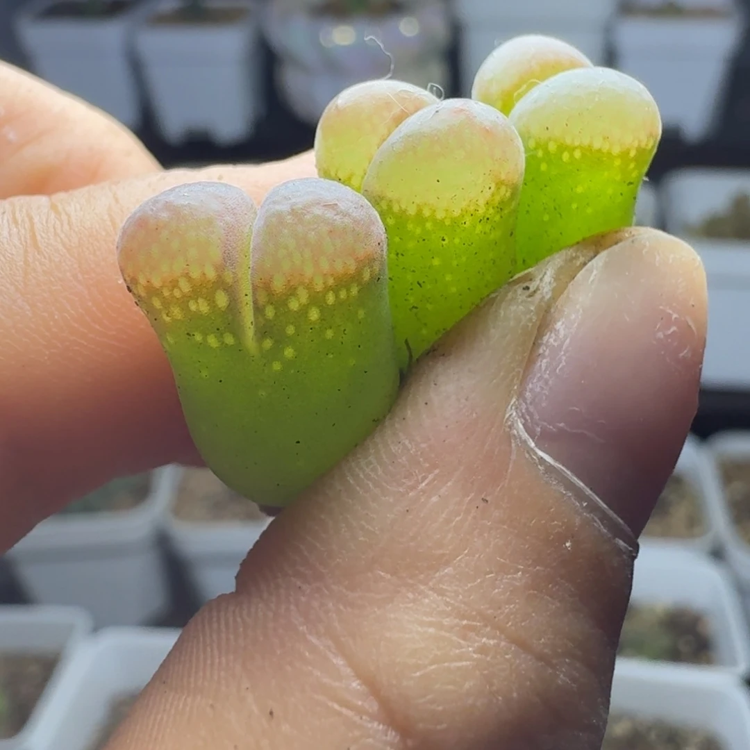 张****哈588硅鱼粉pv1809