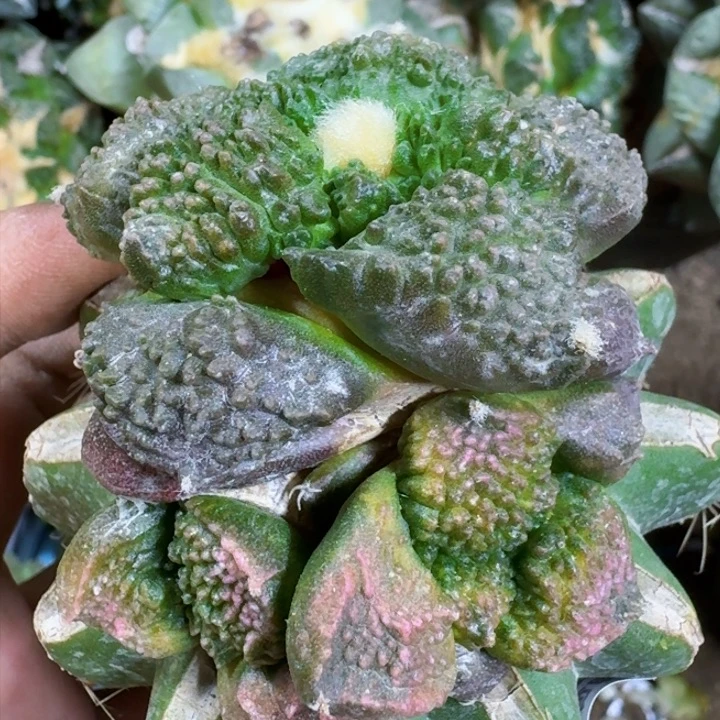 福利苗接哥斯拉772