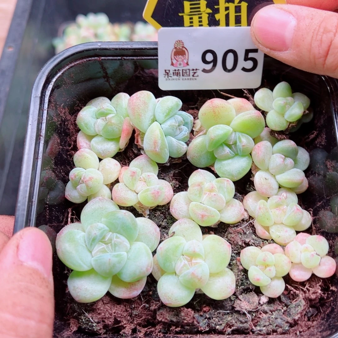 多肉植物多肉植物