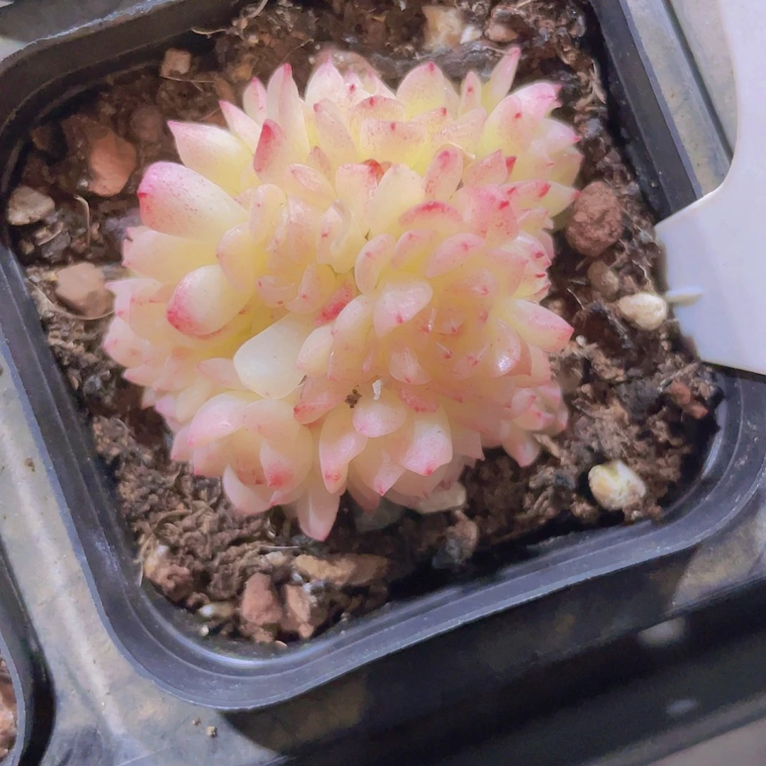 爱独利尔e038一物一拍