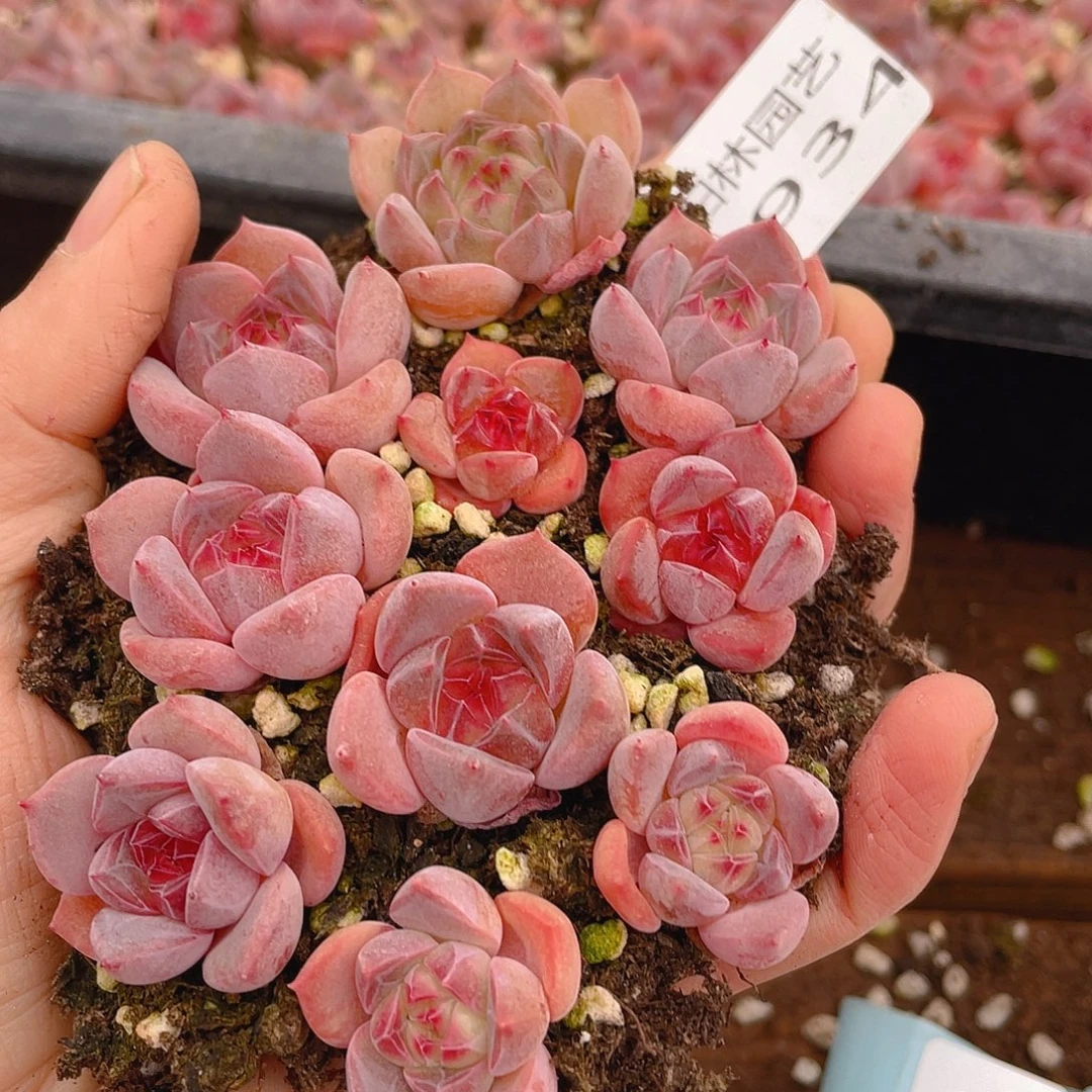 多肉植物多肉植物934