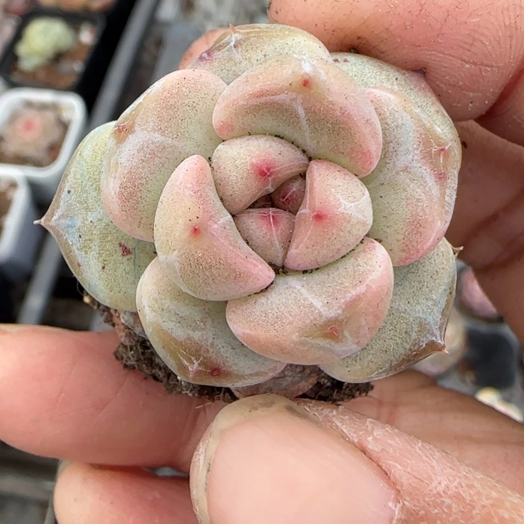 多肉小卡拉米糖心一物一拍