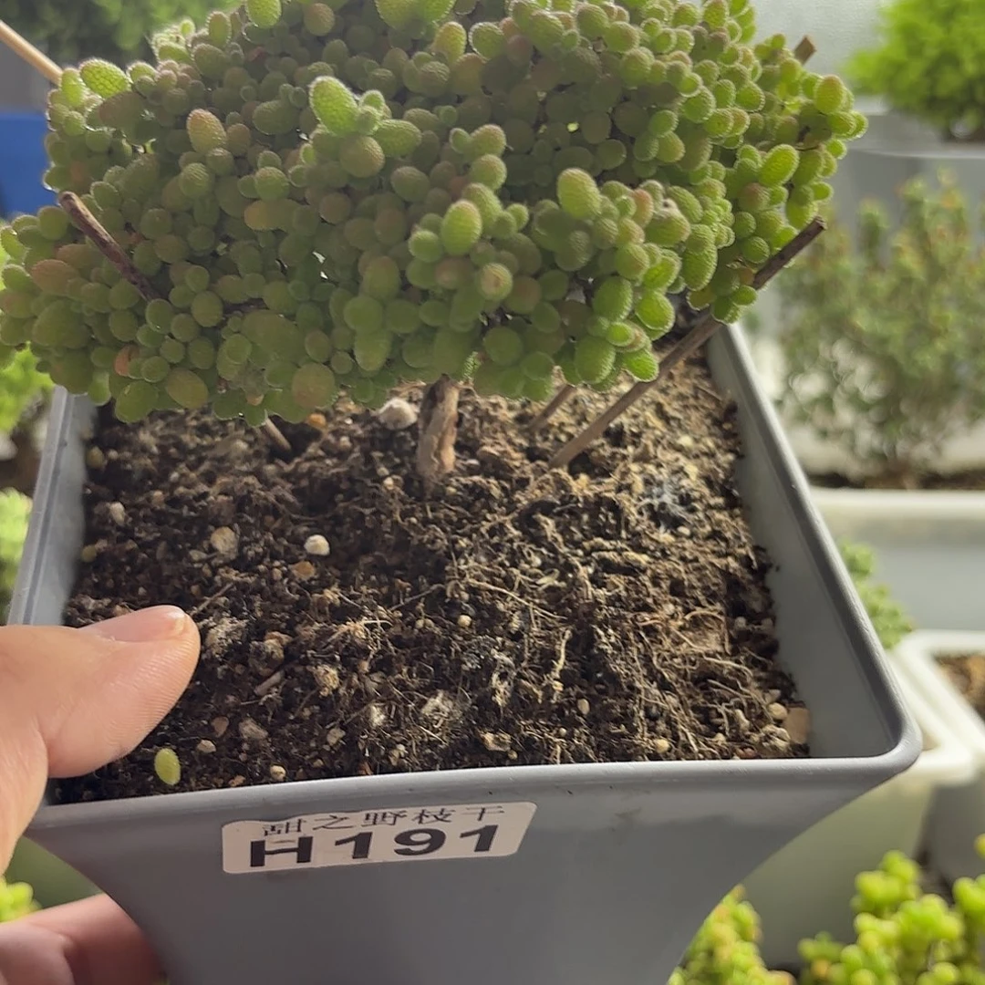 蜜橘糖球枝干番杏191。