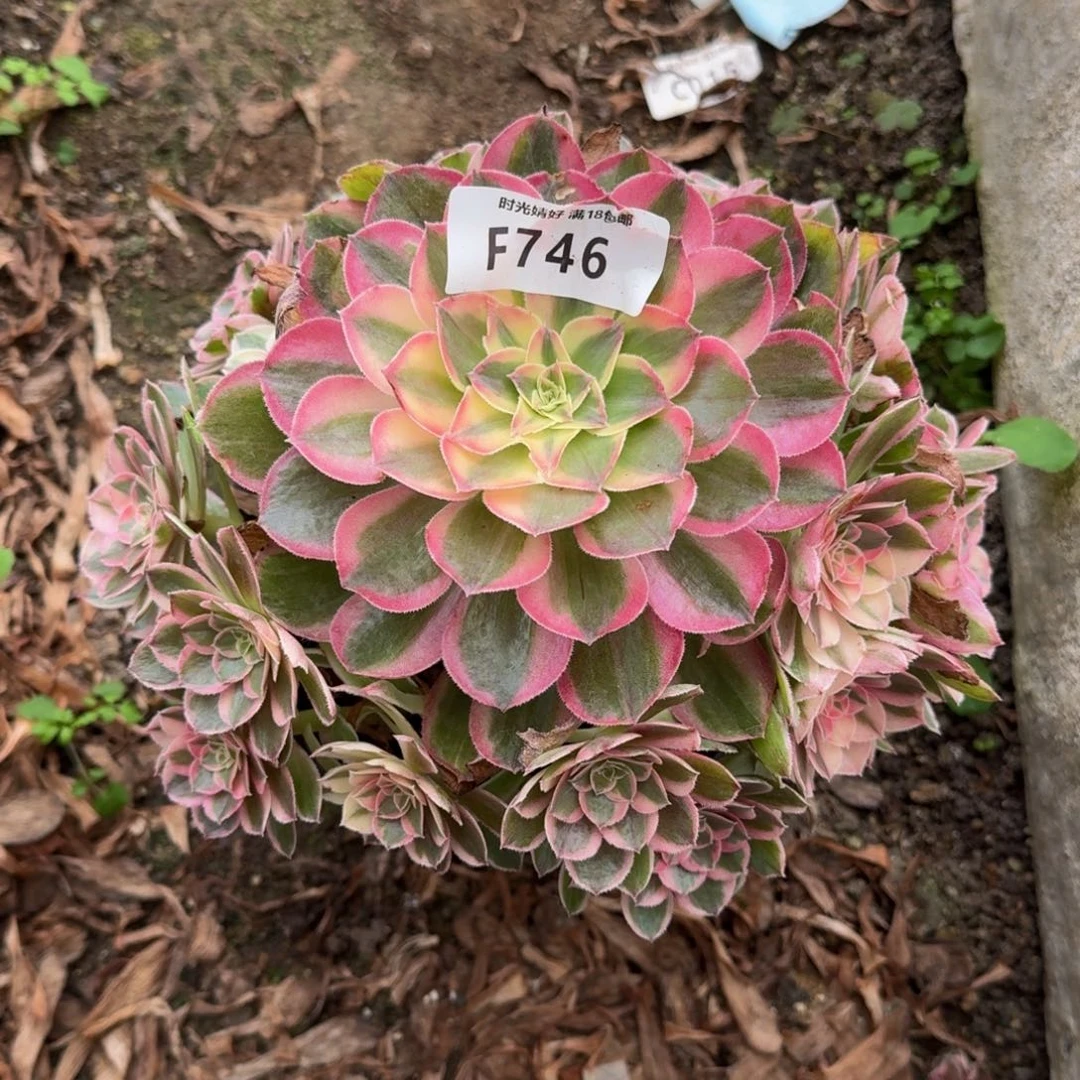 英***姐746玉芙蓉寄养到秋