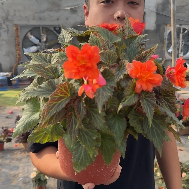 全部花朵180景观日落