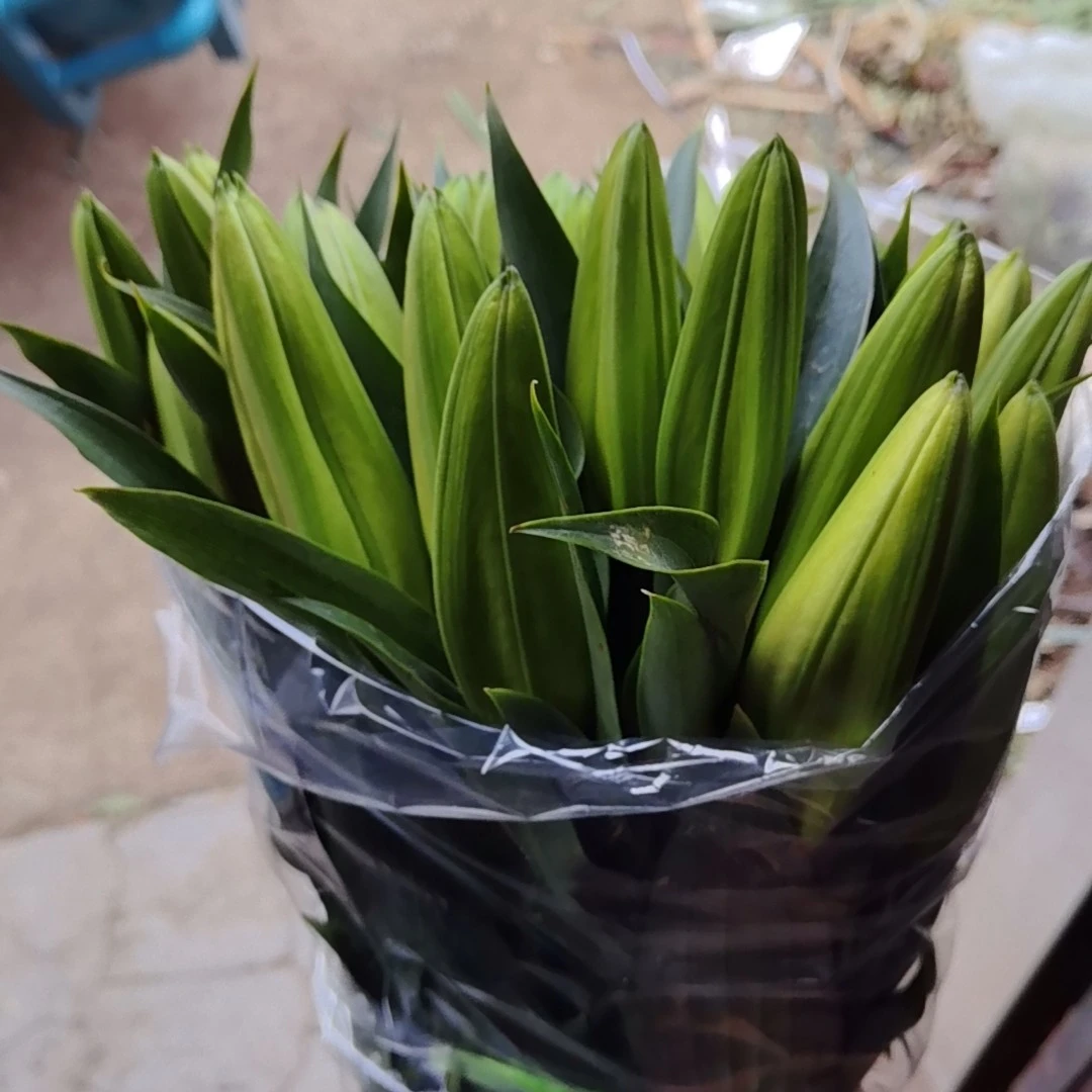 香水百合花鲜花凌源基地直发