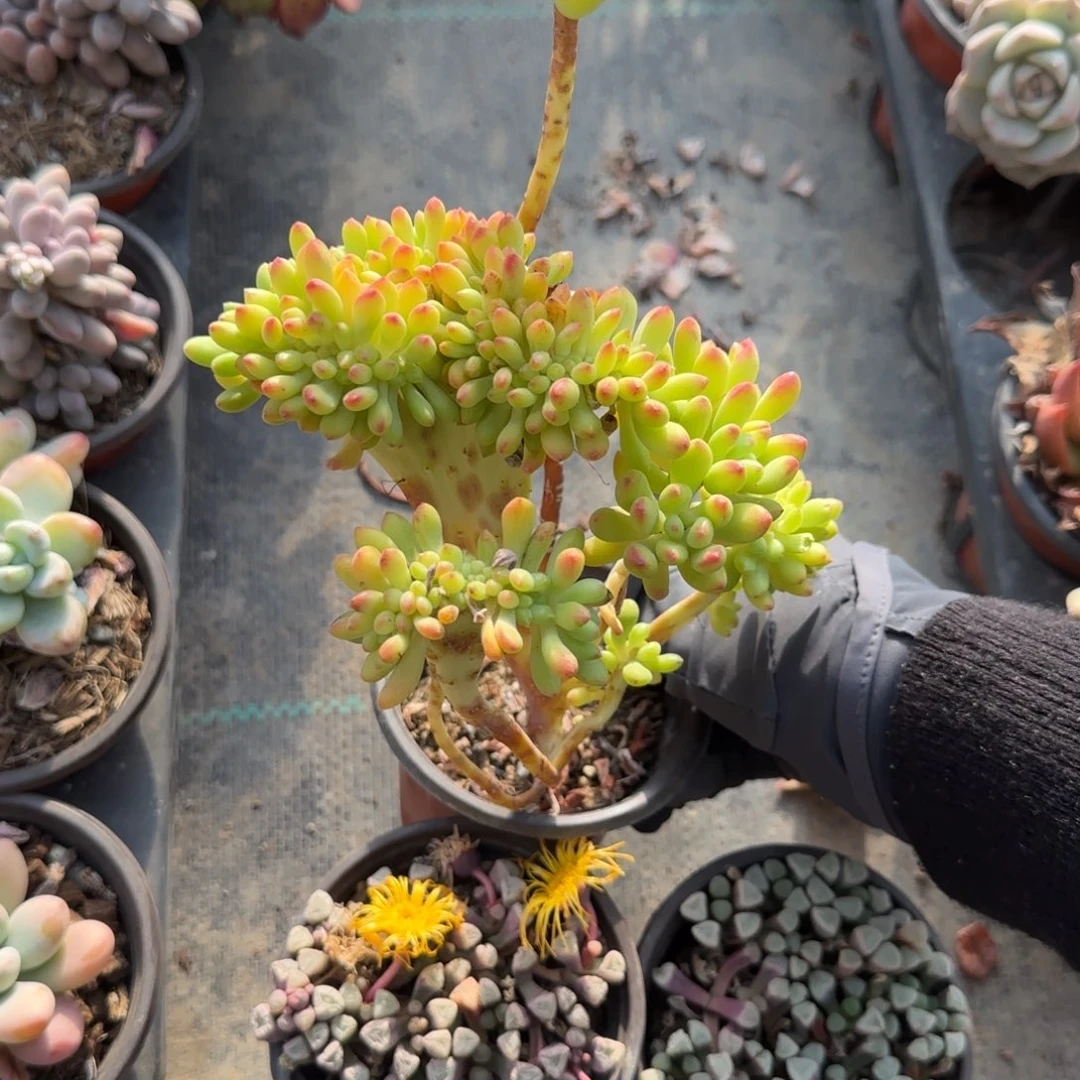 无花朵春萌缀小老桩