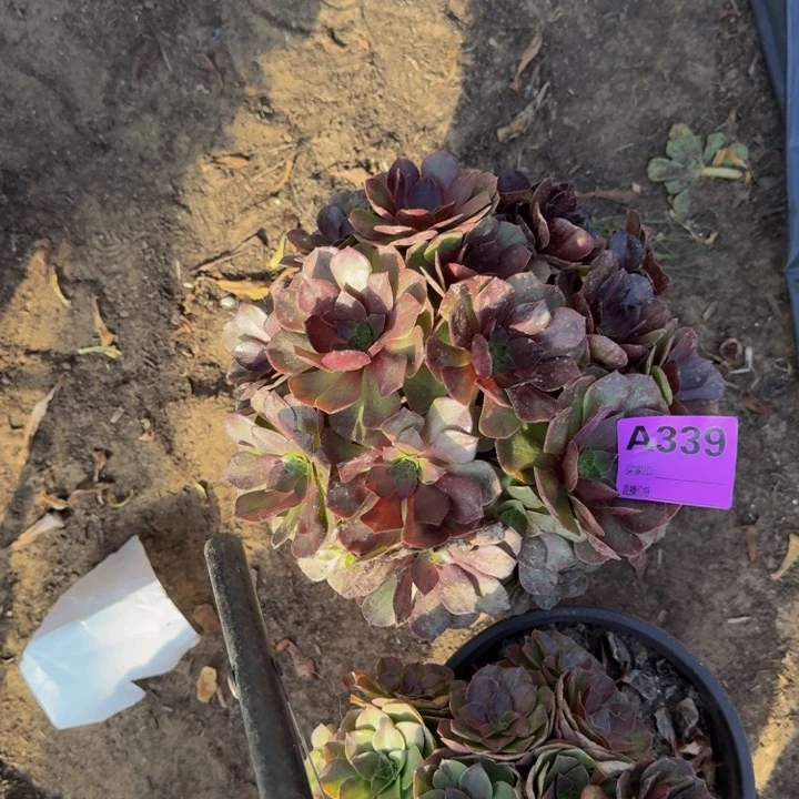 法师不包损多肉墨染339