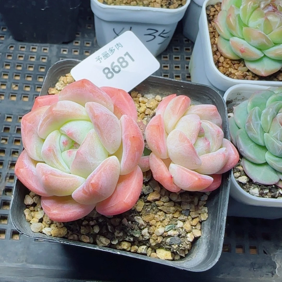 厚梦无砍，8681多肉植物