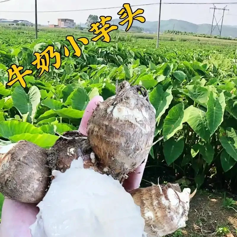 云南高山新鲜现挖牛奶小芋头软糯粉滑香芋芋仔蔬菜