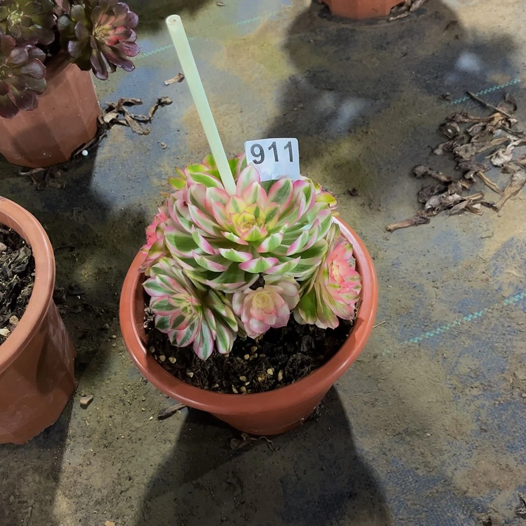 严**暖倾城一物一拍911