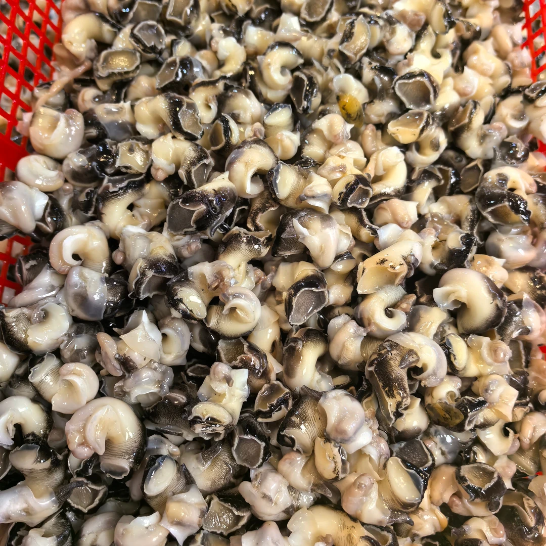 【阿同水产】野生东风螺螺肉