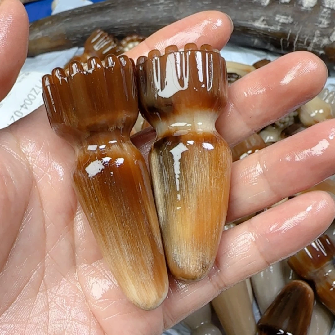 【闪购商品】砖雕静***?牛角牛角，特价一对