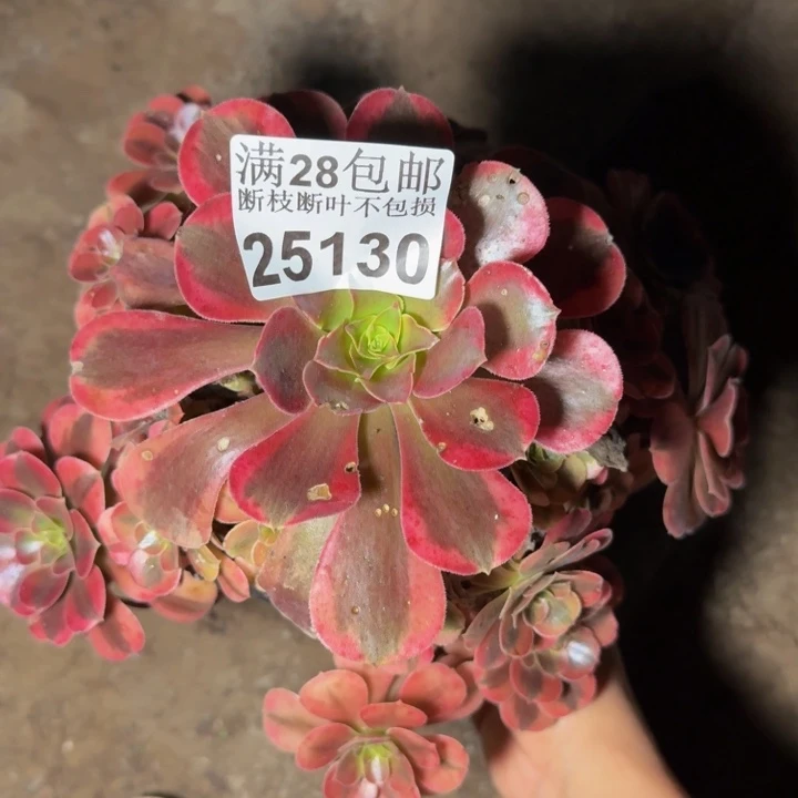 25130美杜莎多肉植物