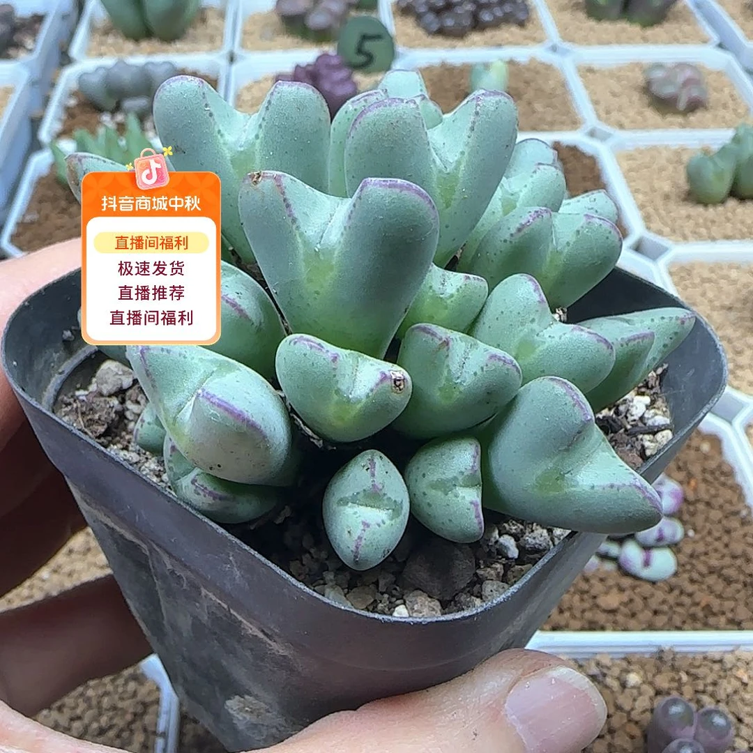 王***丽哈哈哈哈哈哈姐姐家53508