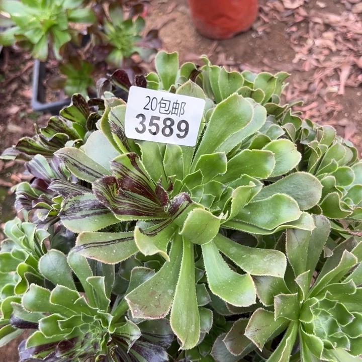 多肉植物3589种植物