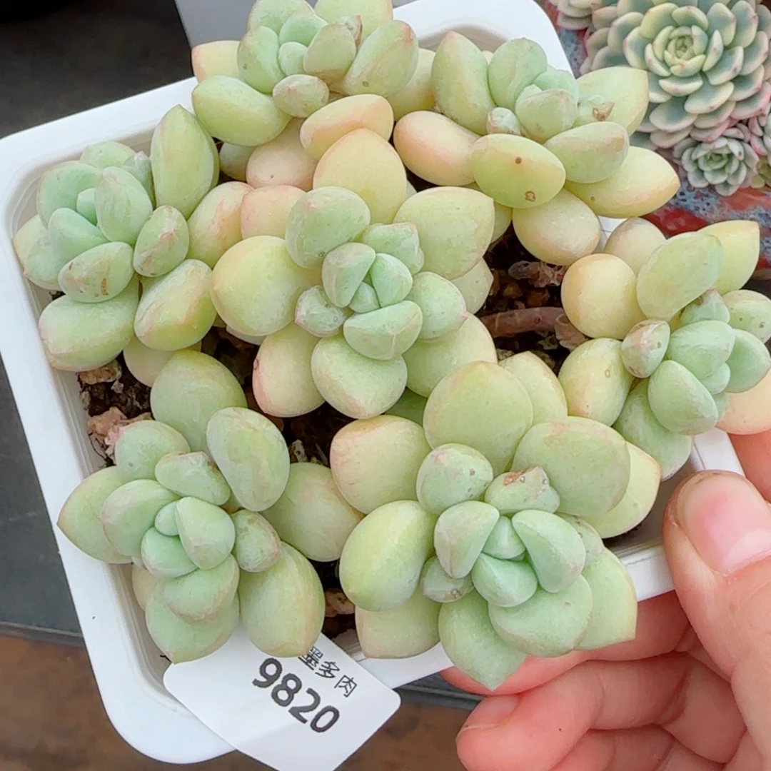 泡泡糖无砍，9820多肉植物