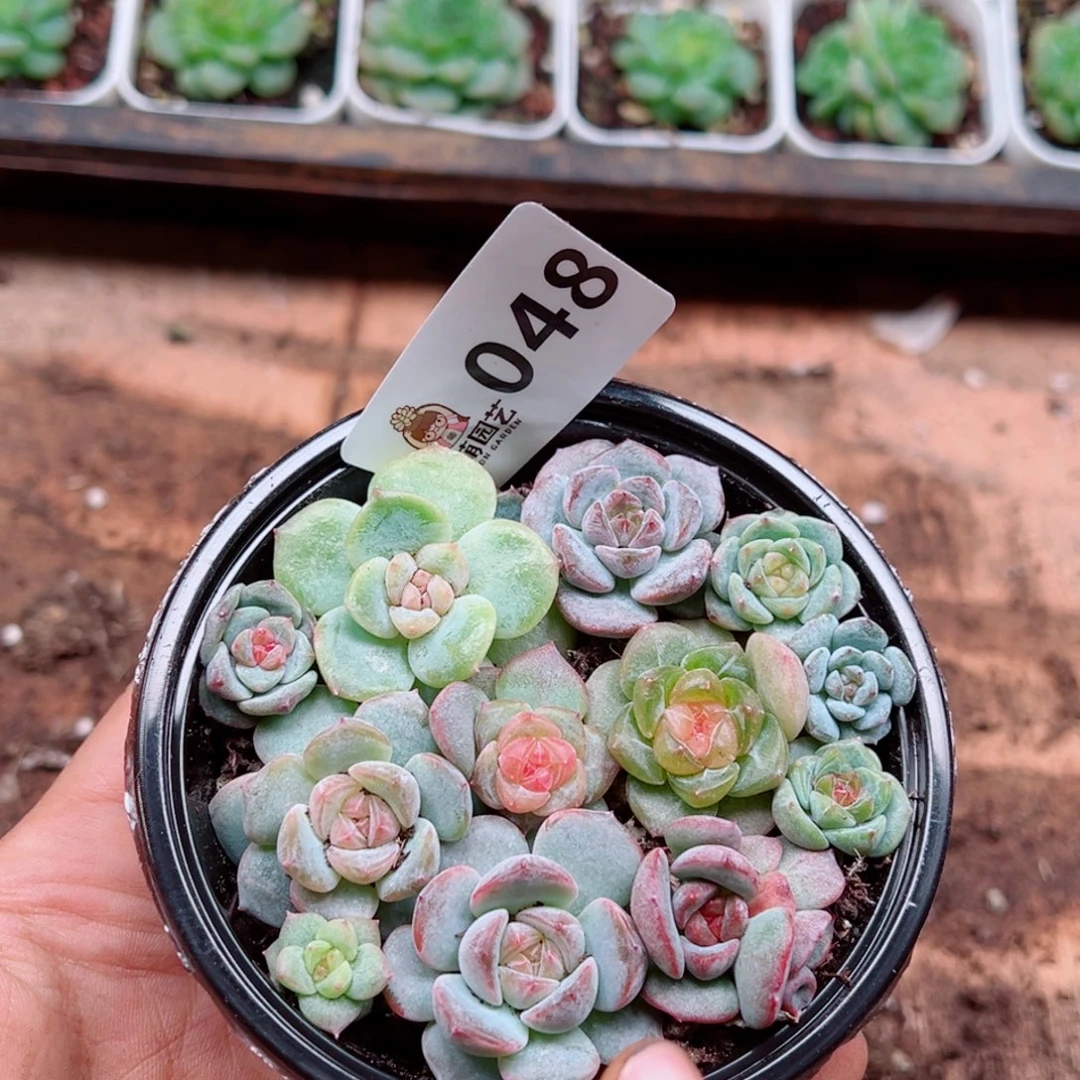 多肉植物多肉植物