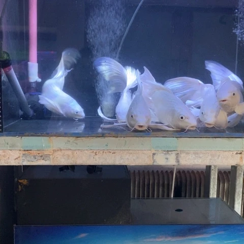 狮头鱼观赏鱼蝴蝶鲤普短7条