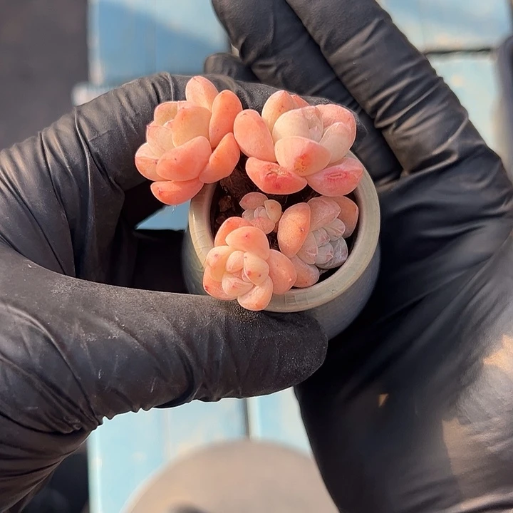 五头冰玉带盆发的时候