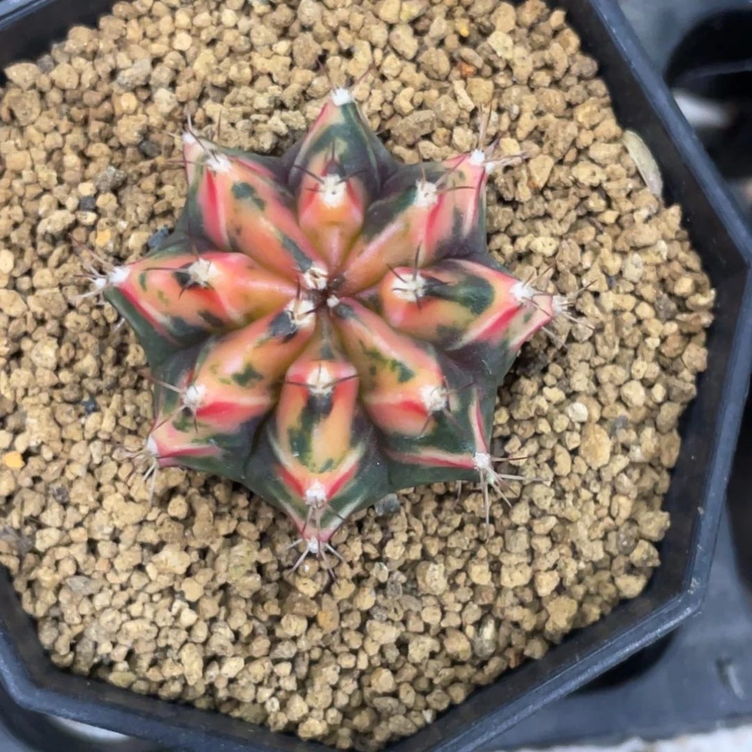 当前无花朵，栽培后可花朵橘黄虎斑