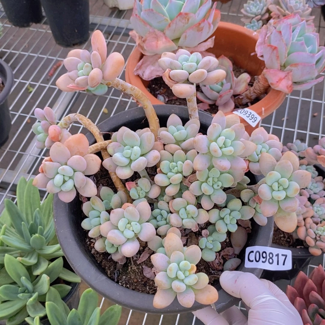 9817洛神整桩一物一拍