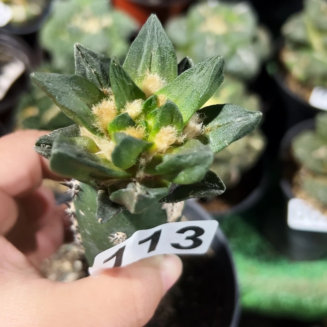 无花朵福利龙角牡丹113