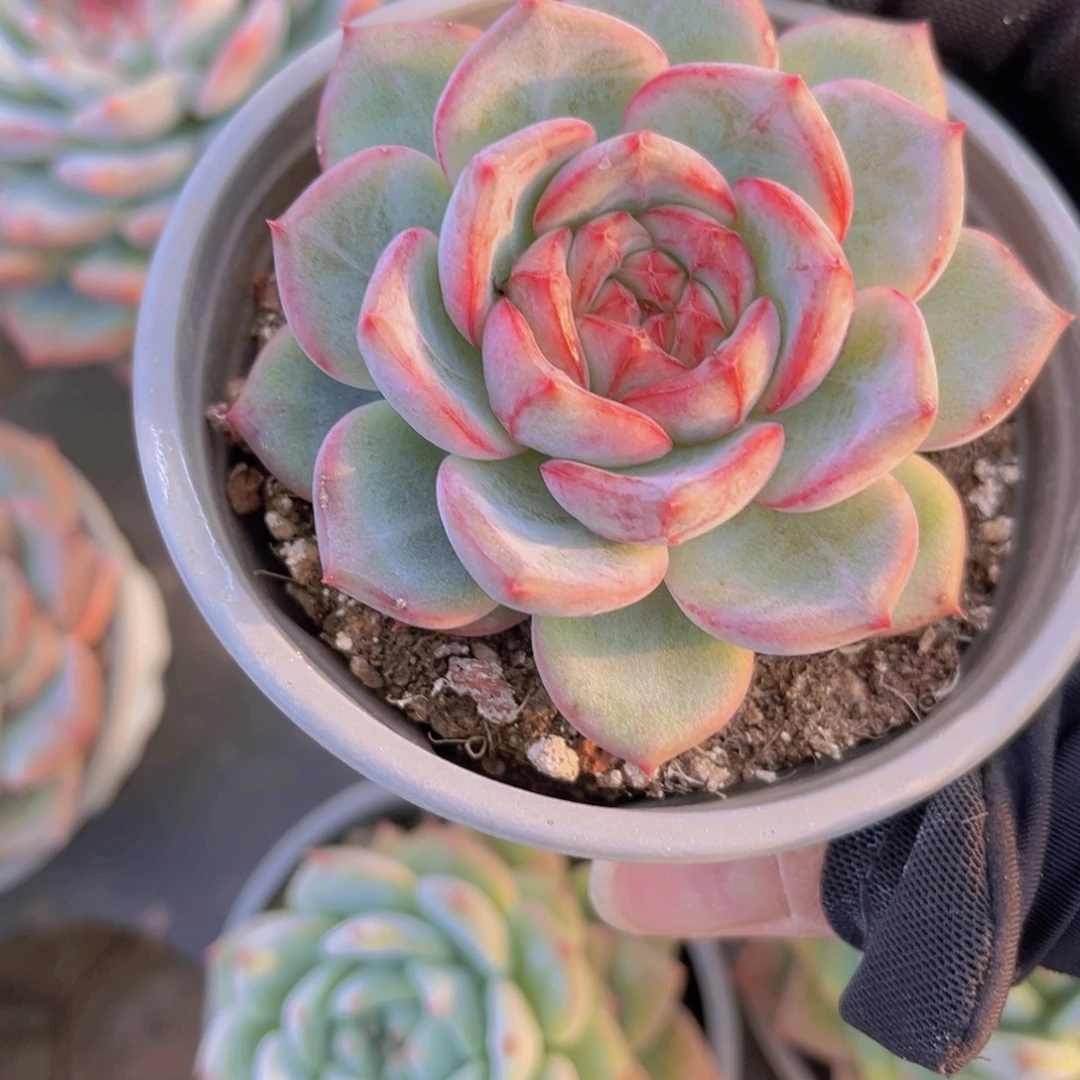 长相思7公分99999999