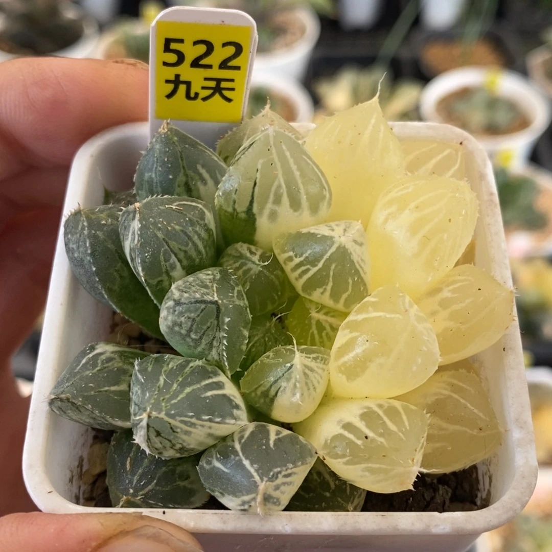 522号楼兰玉露锦带盆