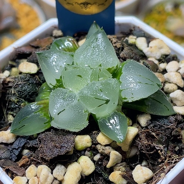 592冰玉鸾特选福利