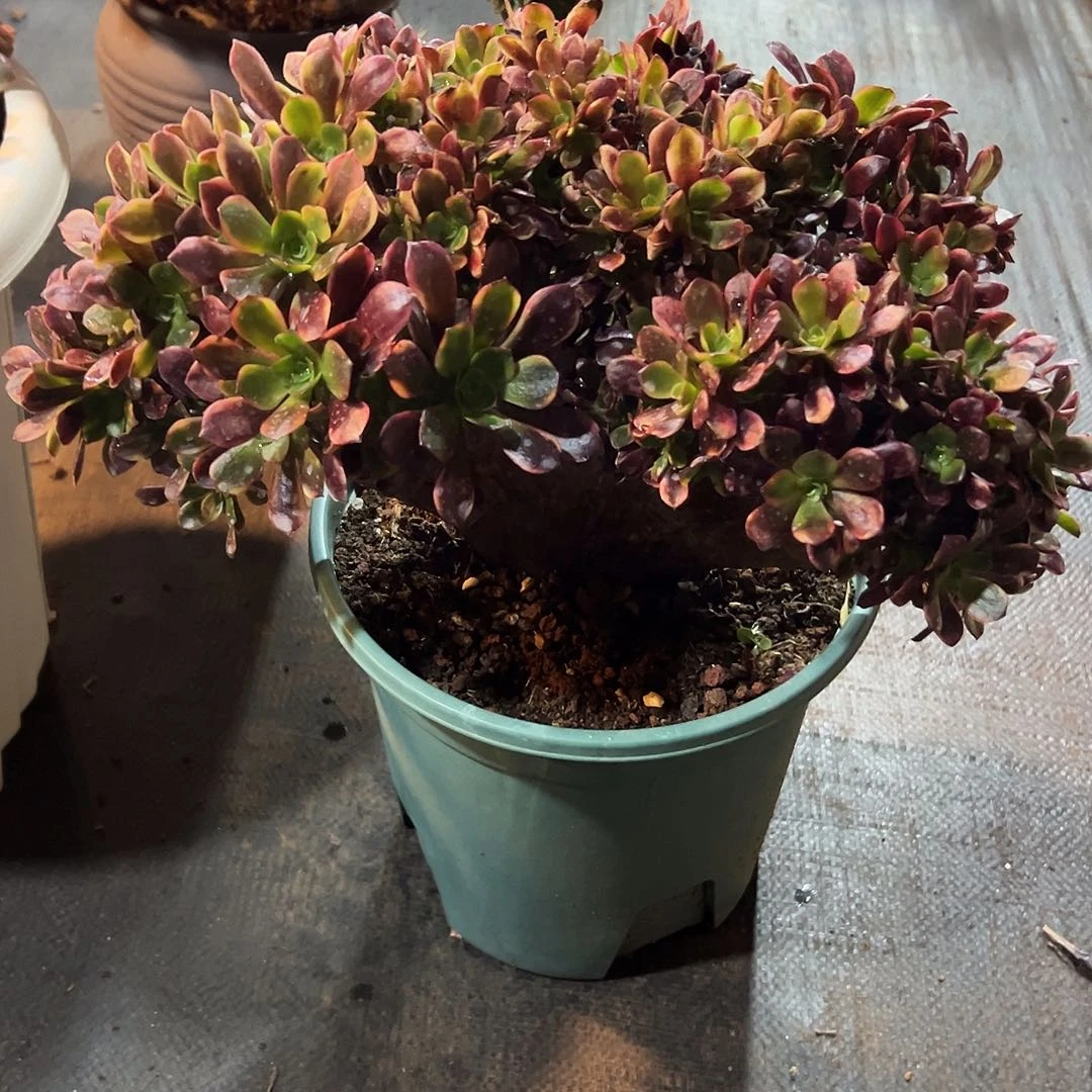 欧嘉莉整版全朵朵老桩