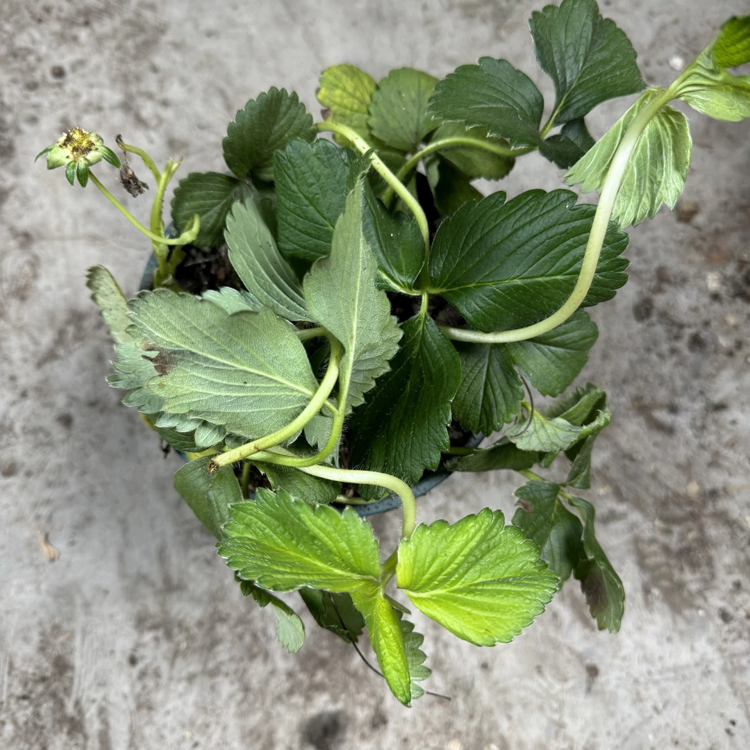 西藏包邮绿植-草莓苗