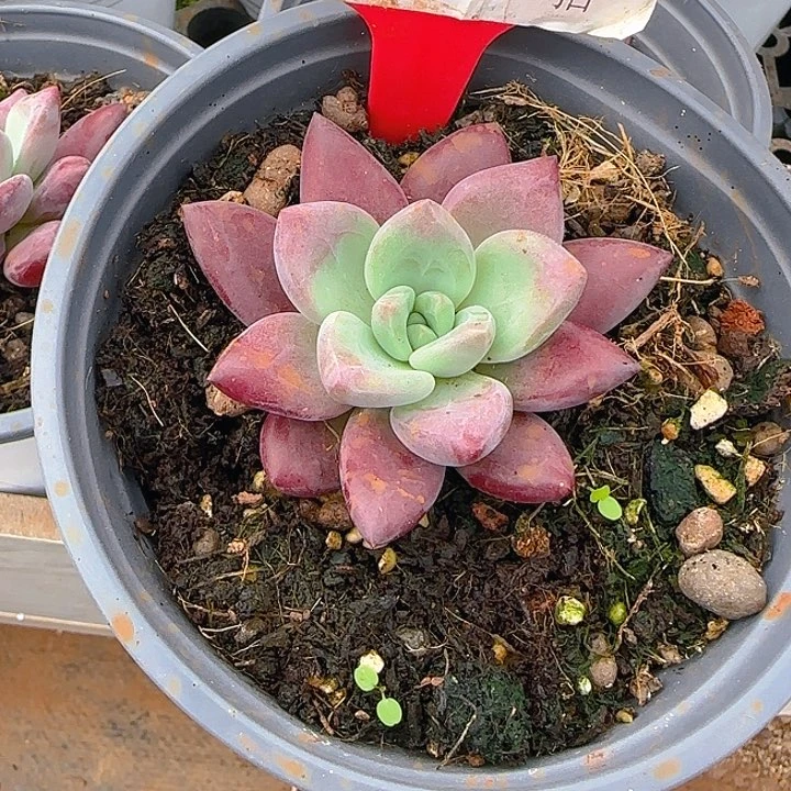 乄*赫菲斯托599多肉植物