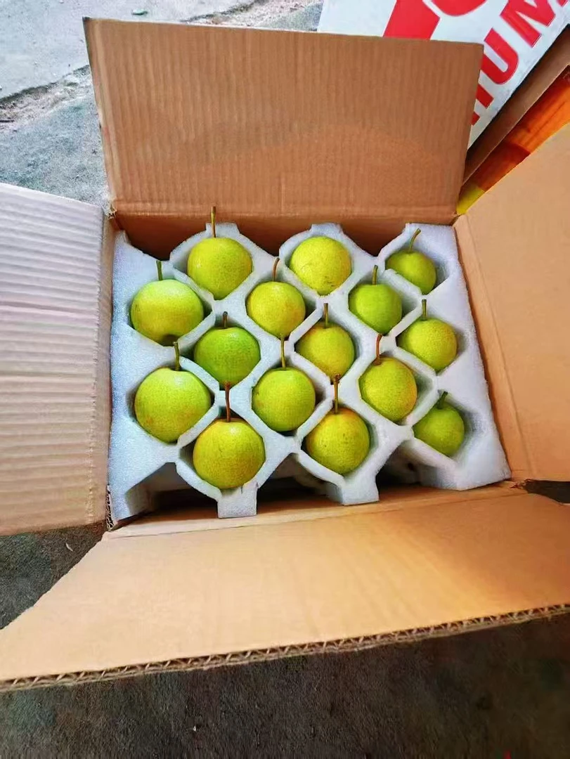 鞍山市大屯镇正宗英不落南果梨