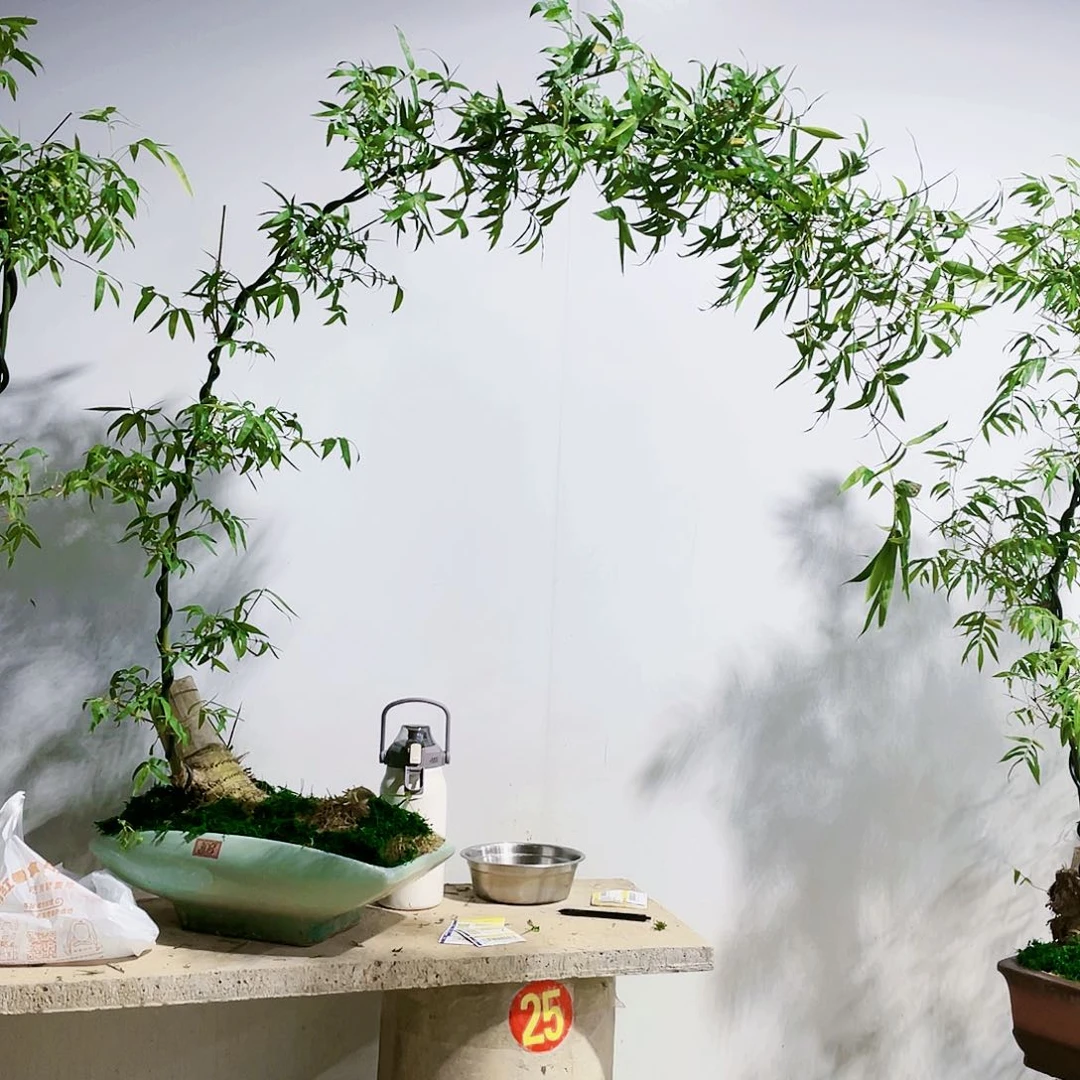 用****5小叶簕竹熟桩陶瓷盆一物一拍