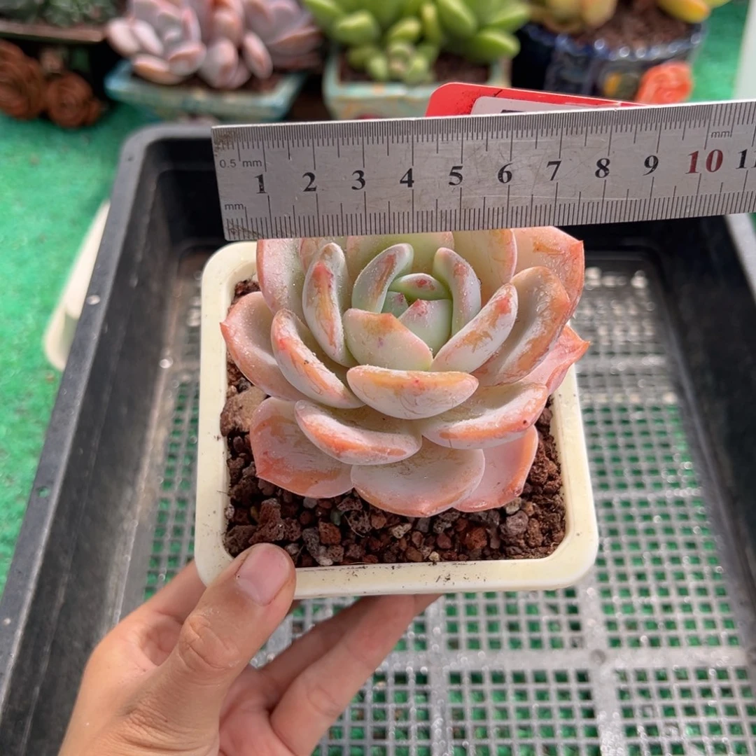 表妹精品多肉植物555.