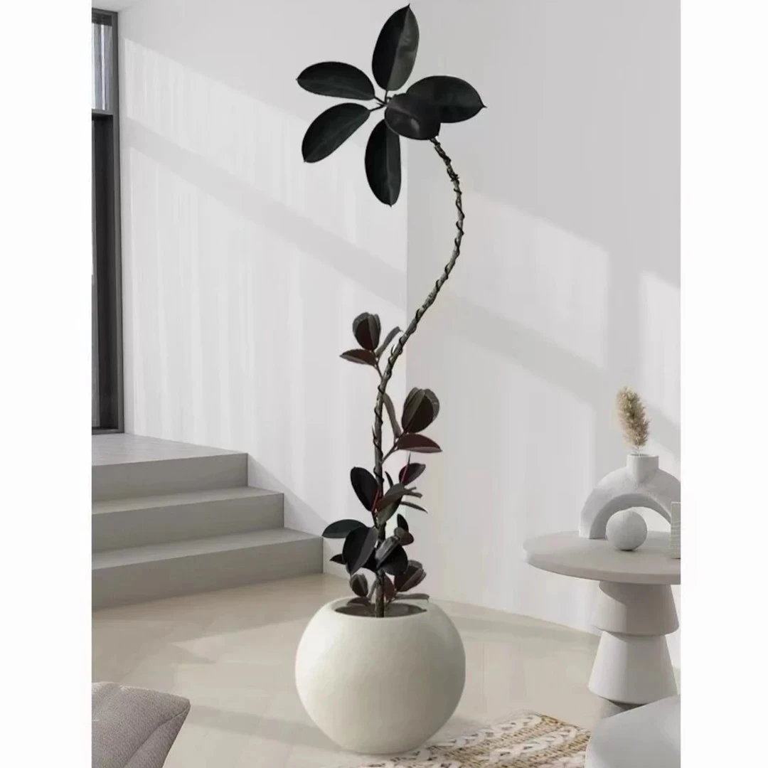 【黑金刚B】高端绿植黑金刚橡皮树室内外大型网红绿植盆栽好养