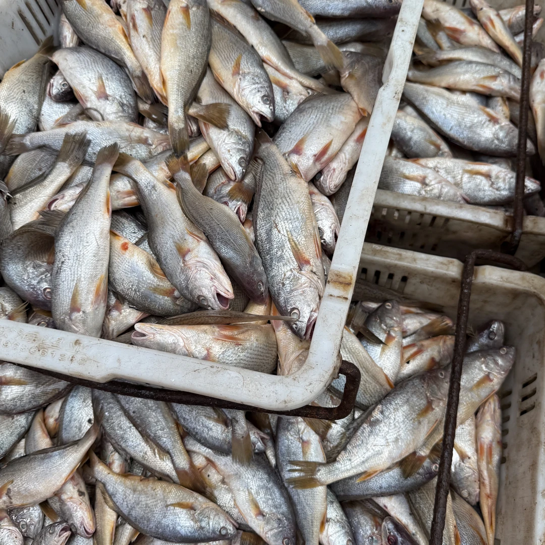 山东日照海捕黄姑鱼，5斤顺丰包邮