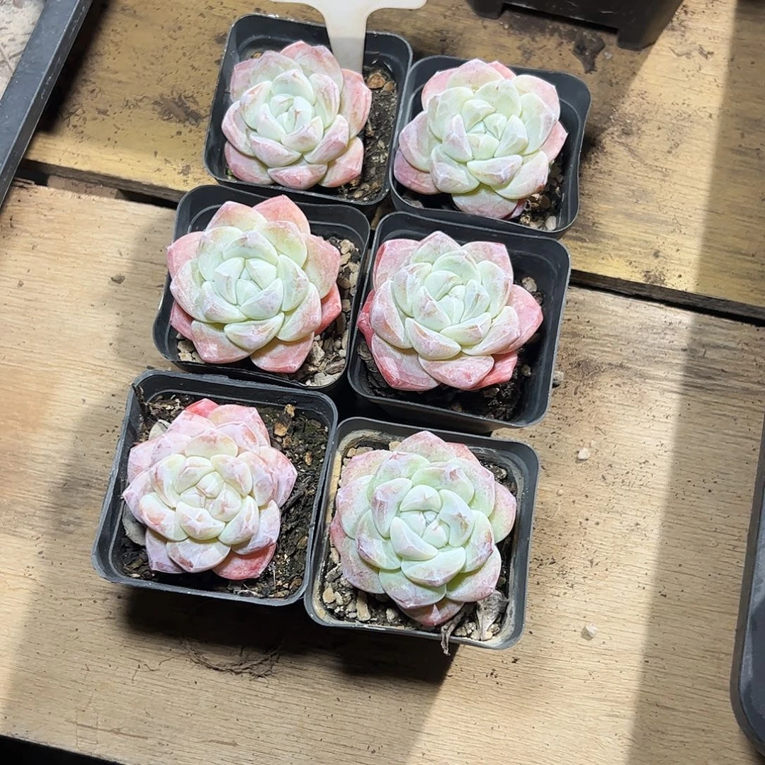 叶***儿冰玉5公分左右六颗2608号