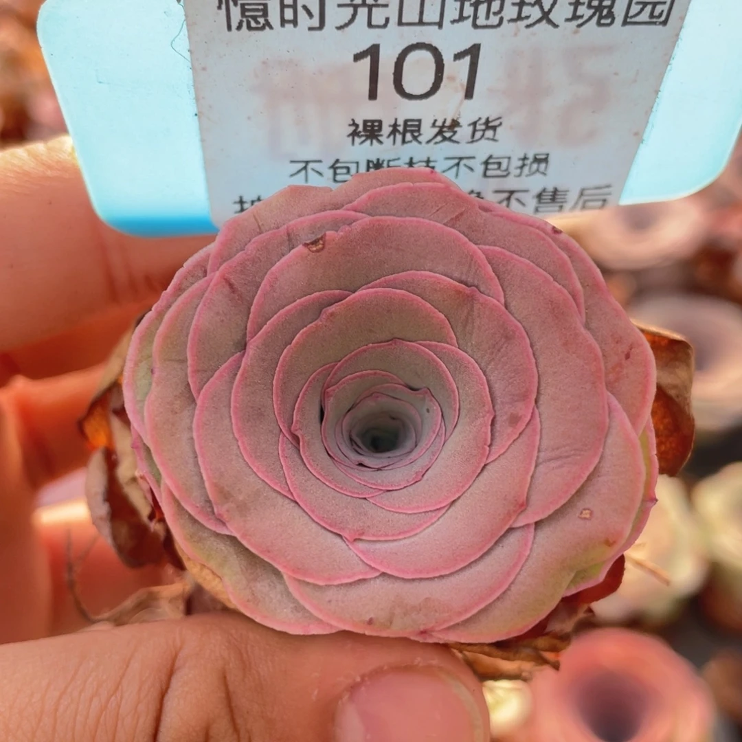 山地玫瑰101裸根发货不售后