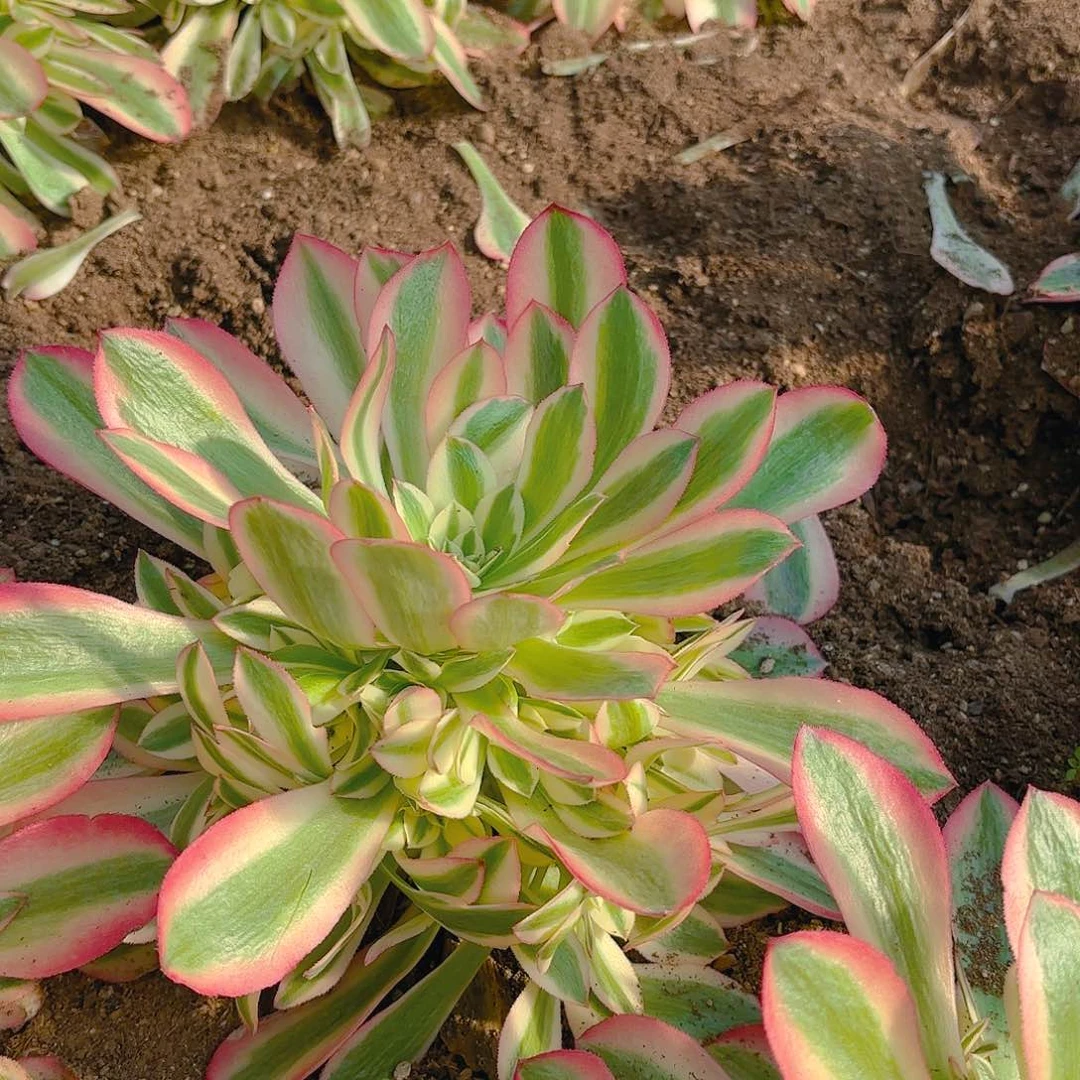 女巫多肉植物手捧