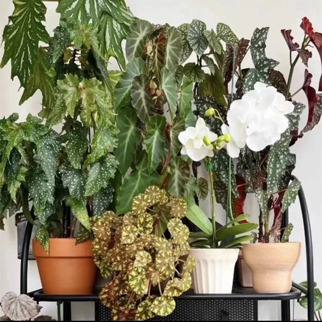 6号秋海棠直播间下单室内高档绿植盆栽