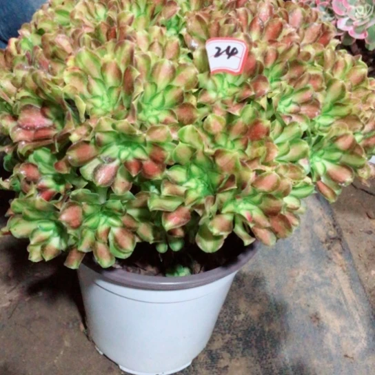 半***过无花朵大韶华法师多肉植物24号