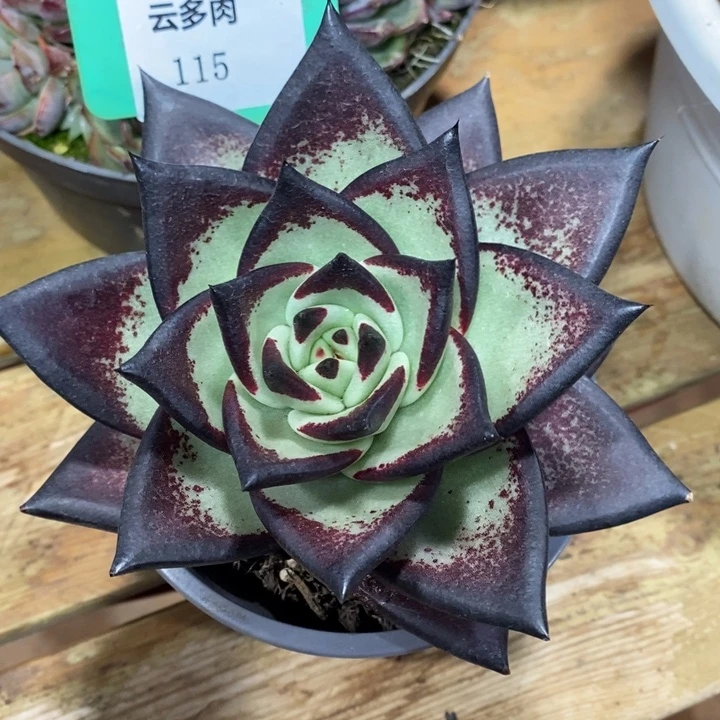 D115- 直播福利 乌木