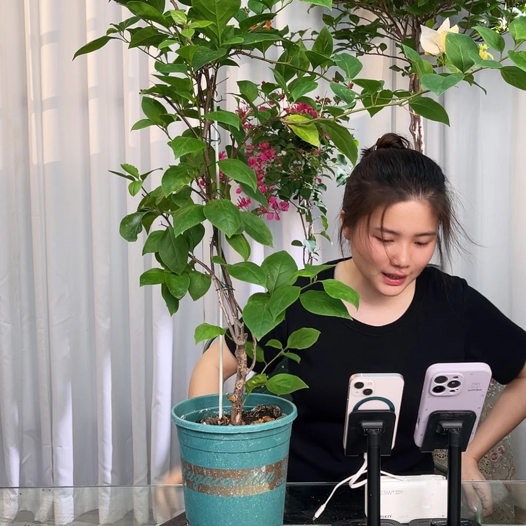 当前无花栽培后可以开花苏瓦娜带竹一颗