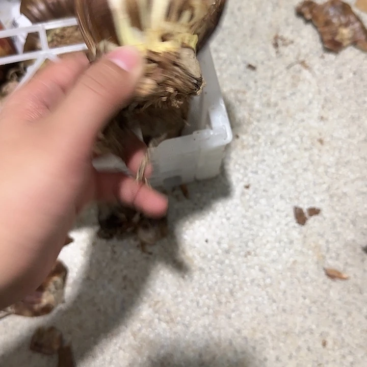 花孔雀进口球大大丑球不包售后