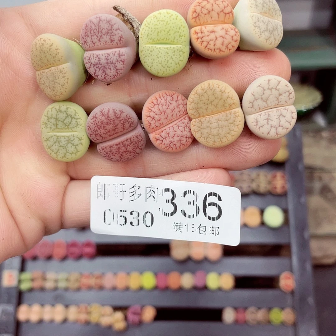 豆*麻满18包邮0530-336