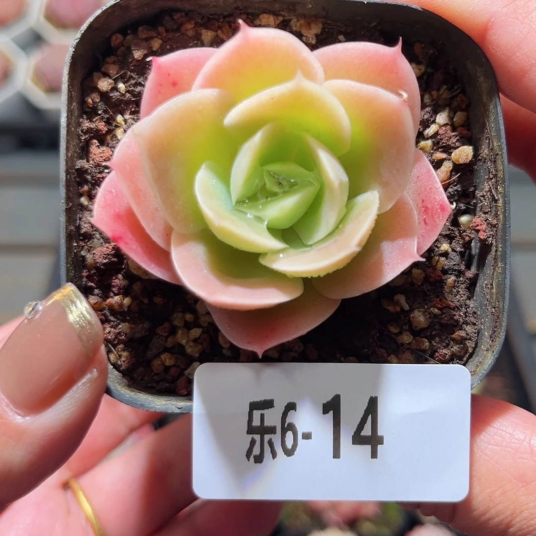 乐6-14 柠檬酸橙单头