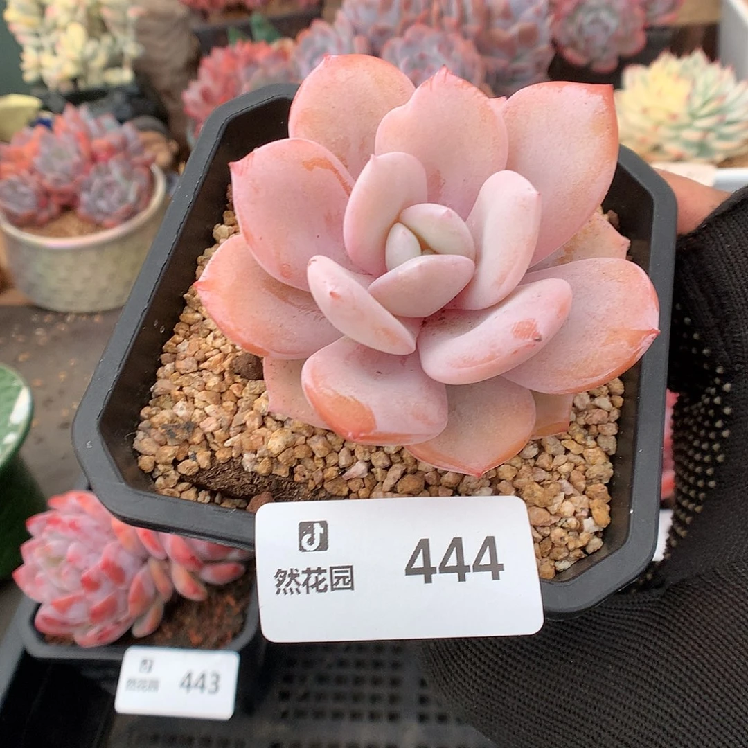 444奶茶多肉植物6666